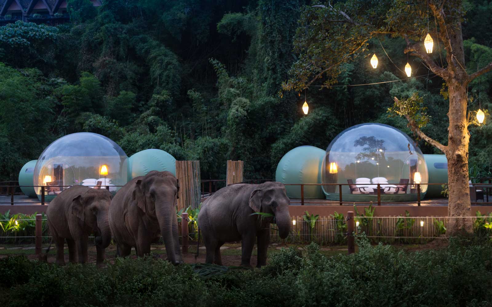 elephant travel hotel